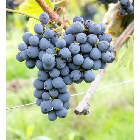  Uva Da Vino Rosso "Sangiovese"
