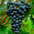  Uva Da Vino Rosso "Merlot"