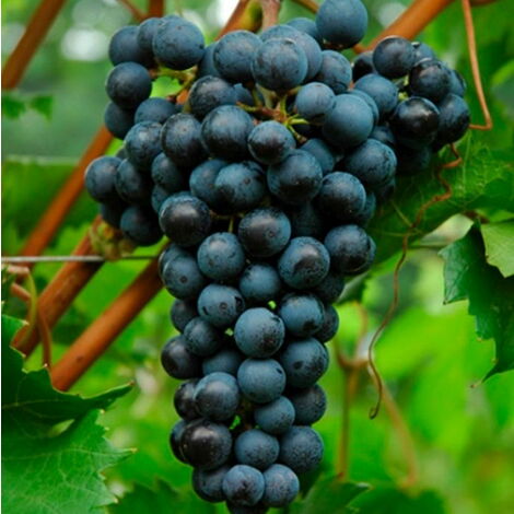  Uva Da Vino Rosso "Merlot"