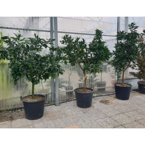  Arancio Valencia "Citrus Sinensis" Agrumi Di Sicilia Esemplari Unici Pianta In Mastello 60 Cm FOTO REALI