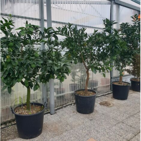  Arancio Valencia "Citrus Sinensis" Agrumi Di Sicilia Esemplari Unici Pianta In Mastello 60 Cm FOTO REALI