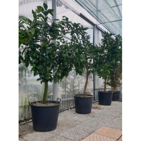  Arancio Valencia "Citrus Sinensis" Agrumi Di Sicilia Esemplari Unici Pianta In Mastello 60 Cm FOTO REALI