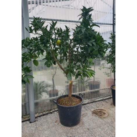  Arancio Valencia "Citrus Sinensis" Agrumi Di Sicilia Esemplari Unici Pianta In Mastello 60 Cm FOTO REALI