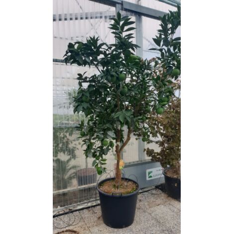  Arancio Valencia "Citrus Sinensis" Agrumi Di Sicilia Esemplari Unici Pianta In Mastello 60 Cm FOTO REALI