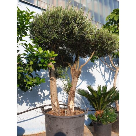  Ulivo Olivo Pon Pon Autoctono "Olea Europea" Doppio Tronco Esemplare Unico Pianta In Mastello 65 Cm FOTO REALI
