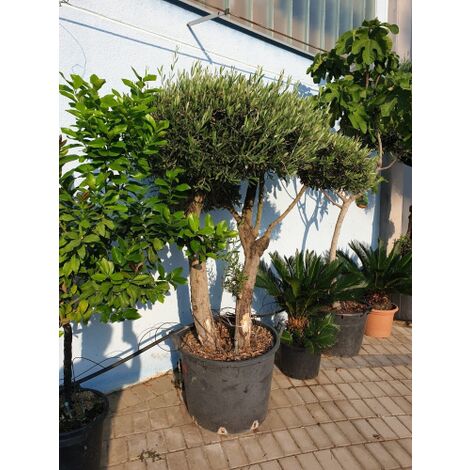  Ulivo Olivo Pon Pon Autoctono "Olea Europea" Doppio Tronco Esemplare Unico Pianta In Mastello 65 Cm FOTO REALI