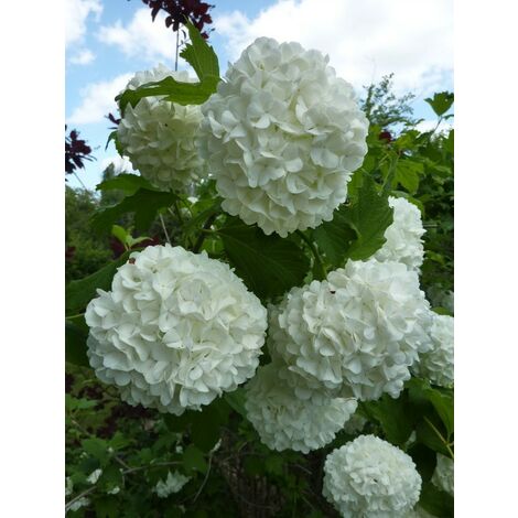  Pianta Viburnum Opulus In Vario Formato - Piante Da Siepe 14