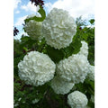  Pianta Viburnum Opulus In Vario Formato - Piante Da Siepe 14