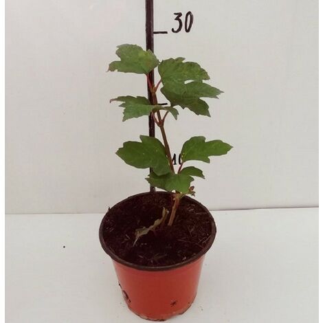  Pianta Viburnum Opulus In Vario Formato - Piante Da Siepe 14