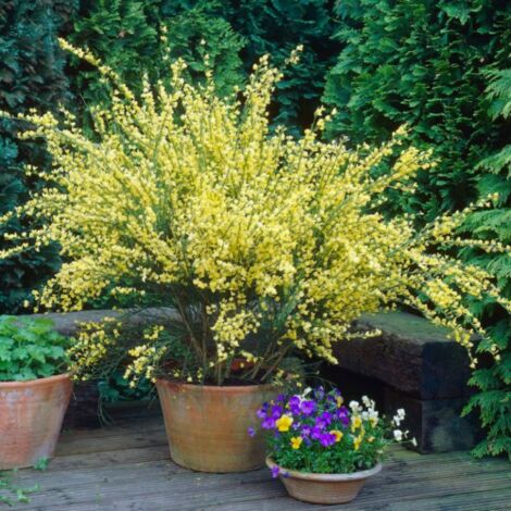  Ginestra Dei Carbonai "Cytisus Scoparius" Citiso Pianta In Vaso 9 Cm