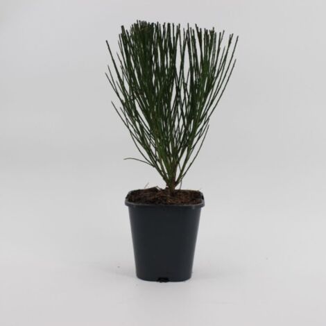  Ginestra Dei Carbonai "Cytisus Scoparius" Citiso Pianta In Vaso 9 Cm