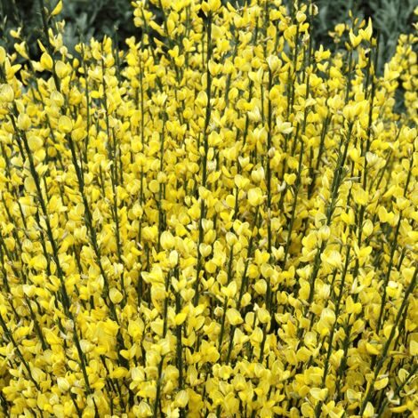  Ginestra Dei Carbonai "Cytisus Scoparius" Citiso Pianta In Vaso 9 Cm