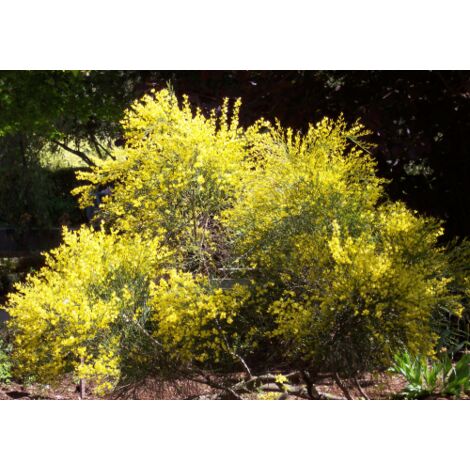  Ginestra Dei Carbonai "Cytisus Scoparius" Citiso Pianta In Vaso 9 Cm