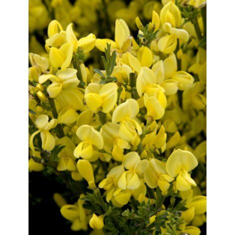  Ginestra Dei Carbonai "Cytisus Scoparius" Citiso Pianta In Vaso 9 Cm