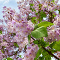  Paulownia Tomentosa - 40 - 60 Cm