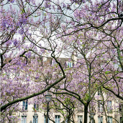  Paulownia Tomentosa - 40 - 60 Cm