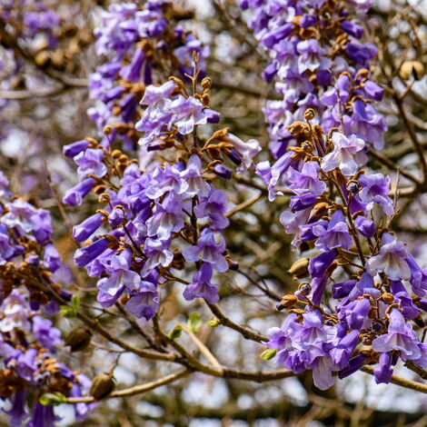  Paulownia Tomentosa - 40 - 60 Cm