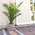  Phoenix Canariensis "Palma Delle Canarie" Pianta In Vaso 24 Cm Non Specificato 24 Cm