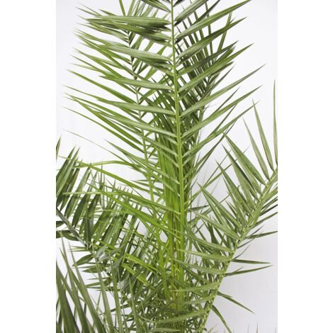  Phoenix Canariensis "Palma Delle Canarie" Pianta In Vaso 24 Cm Non Specificato 24 Cm