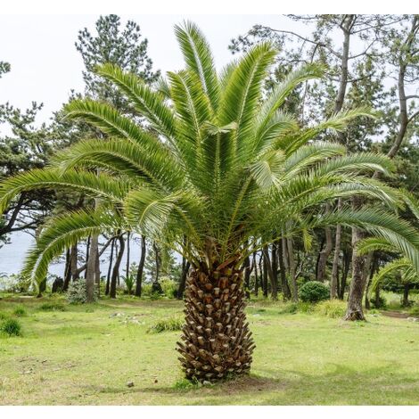  Phoenix Canariensis "Palma Delle Canarie" Pianta In Vaso 24 Cm Non Specificato 24 Cm