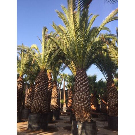  Phoenix Canariensis "Palma Delle Canarie" Pianta In Vaso 24 Cm Non Specificato 24 Cm