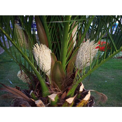 Phoenix Canariensis "Palma Delle Canarie" Pianta In Vaso 24 Cm Non Specificato 24 Cm