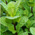  Pianta Menta Piperita Vaso 14cm H 30-50cm - Piante Aromatiche