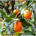  Albero Kumquat - Agrumi
