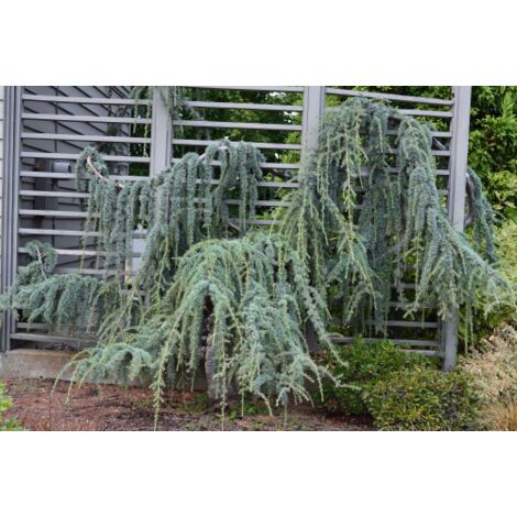  Cedro Dell'Atlante Piangente "Cedrus Atlantica Glauca Pendula" Pianta In Vaso 36 Cm H. 140/160 Cm