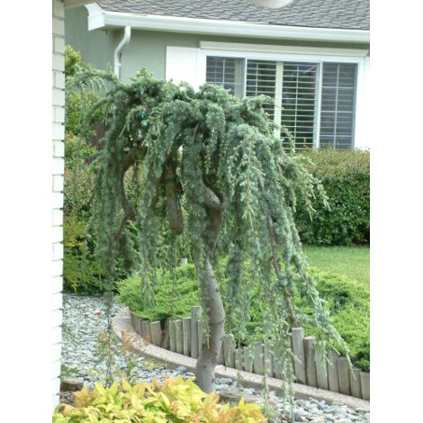  Cedro Dell'Atlante Piangente "Cedrus Atlantica Glauca Pendula" Pianta In Vaso 36 Cm H. 140/160 Cm