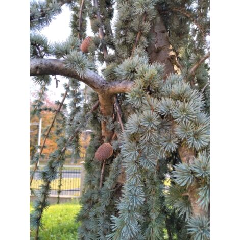  Cedro Dell'Atlante Piangente "Cedrus Atlantica Glauca Pendula" Pianta In Vaso 36 Cm H. 140/160 Cm