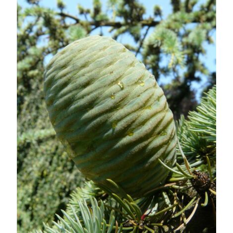  Cedro Dell'Atlante Piangente "Cedrus Atlantica Glauca Pendula" Pianta In Vaso 36 Cm H. 140/160 Cm