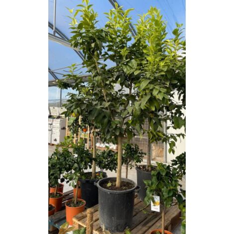  Limone Rosso "Citrus Limonimedica Pigmentata" Pianta Di Agrumi Di Sicilia In Mastello 40 Cm H. 140/160 Cm