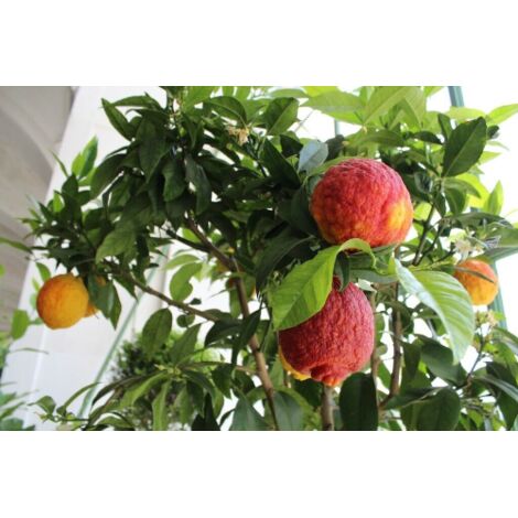  Limone Rosso "Citrus Limonimedica Pigmentata" Pianta Di Agrumi Di Sicilia In Mastello 40 Cm H. 140/160 Cm