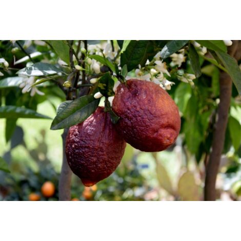  Limone Rosso "Citrus Limonimedica Pigmentata" Pianta Di Agrumi Di Sicilia In Mastello 40 Cm H. 140/160 Cm