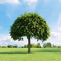  Catalpa Bungei "Albero Dei Sigari" Pianta Esemplare In Mastello 60 Cm H. 3 Mt