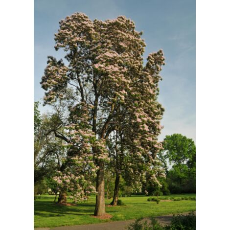  Catalpa Bungei "Albero Dei Sigari" Pianta Esemplare In Mastello 60 Cm H. 3 Mt