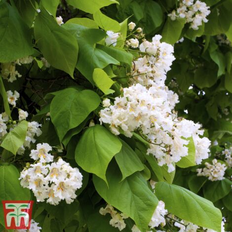  Catalpa Bungei "Albero Dei Sigari" Pianta Esemplare In Mastello 60 Cm H. 3 Mt