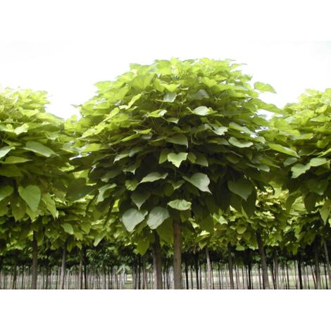  Catalpa Bungei "Albero Dei Sigari" Pianta Esemplare In Mastello 60 Cm H. 3 Mt