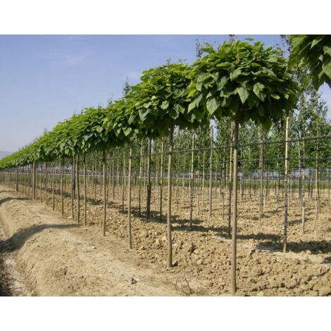  Catalpa Bungei "Albero Dei Sigari" Pianta Esemplare In Mastello 60 Cm H. 3 Mt