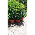  PIANTA DI CLEMENTINO IN FITOCELLA (foto Reali)