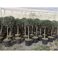  Ulivo Olivo "Olea Europea" Bellissimi Esemplari Ad Alberello Pianta In Mastello 40 Cm H. 100/120 Cm FOTO REALI