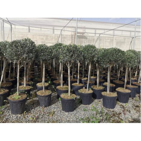  Ulivo Olivo "Olea Europea" Bellissimi Esemplari Ad Alberello Pianta In Mastello 40 Cm H. 100/120 Cm FOTO REALI