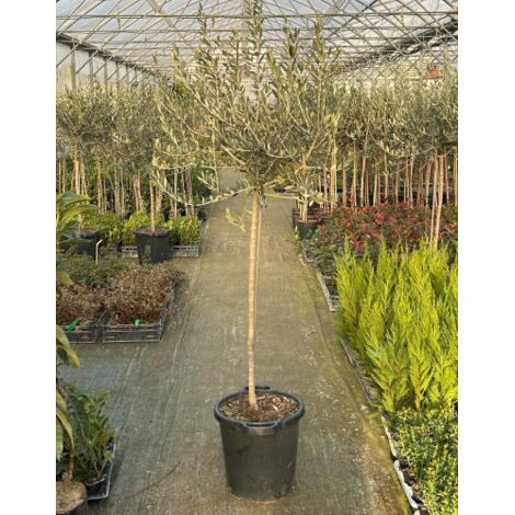  Ulivo Olivo "Olea Europea" Bellissimi Esemplari Ad Alberello Pianta In Mastello 40 Cm H. 100/120 Cm FOTO REALI