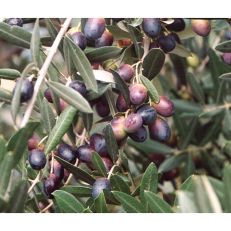  Ulivo Olivo "Olea Europea" Bellissimi Esemplari Ad Alberello Pianta In Mastello 40 Cm H. 100/120 Cm FOTO REALI