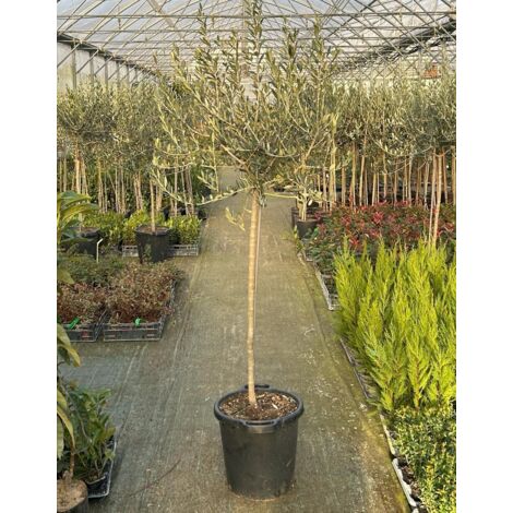  Ulivo Olivo "Olea Europea" Bellissimi Esemplari Ad Alberello Pianta In Mastello 40 Cm H. 100/120 Cm FOTO REALI