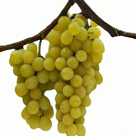  Uva Da Tavola Bianca "Moscato Giallo"