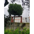  Alloro "Laurus Nobilis" Pianta Ad Alberello In Mastello 60 Cm H. 300/350 Cm FOTO REALI