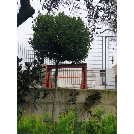  Alloro "Laurus Nobilis" Pianta Ad Alberello In Mastello 60 Cm H. 300/350 Cm FOTO REALI