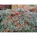  Cotognastro A Foglia Di Salice "Cotoneaster Salicifolius" Pianta In Vaso 9 Cm